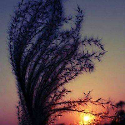 皇冠新体育APP手机app下载